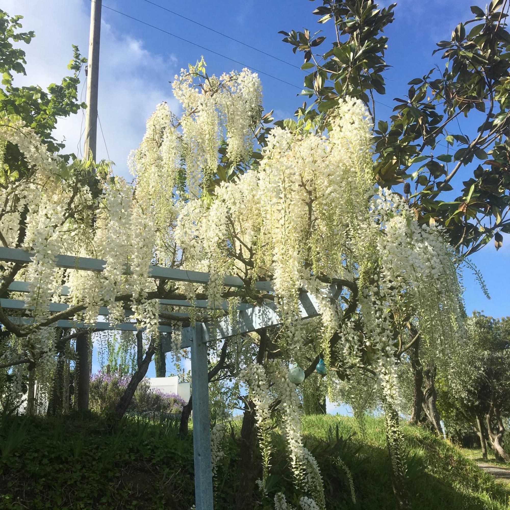 Appartamento Con Patio Privato E Giardino Tra Pisa E Firenze Palaia Ngoại thất bức ảnh